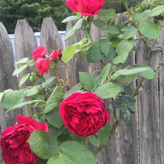 deep pink English rose