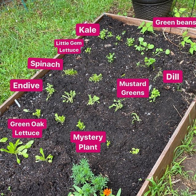 vegetable garden bed labeled