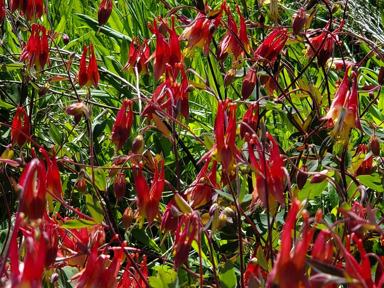 Cluster of red columbine flowers