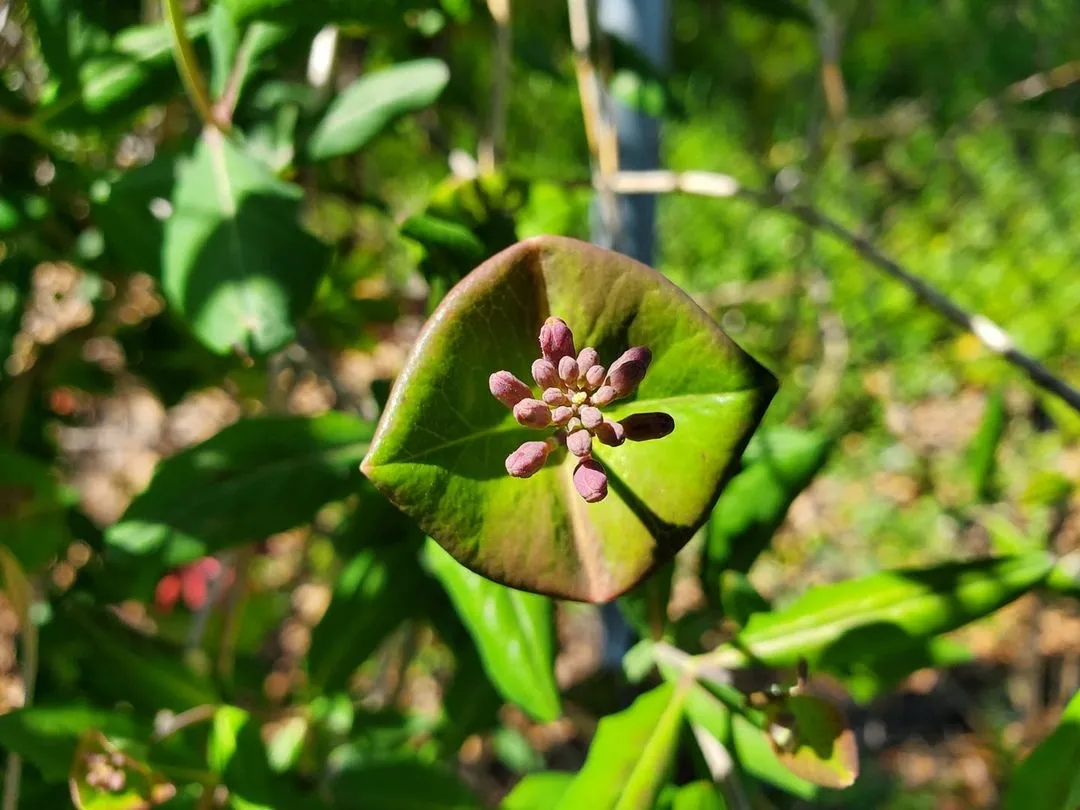 Flower buds of a honeysuckle about to open