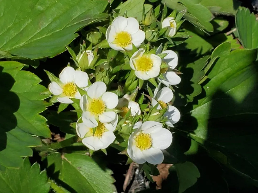 Group of white strawberry flowers