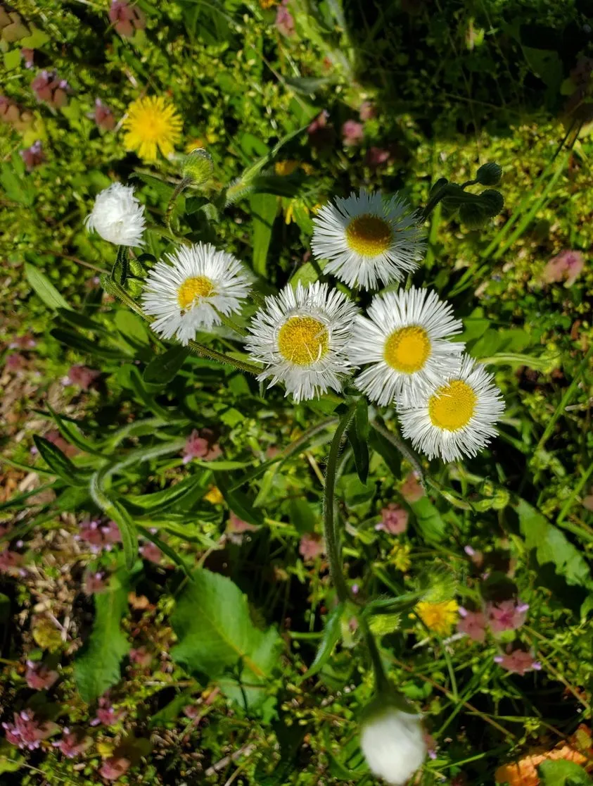 Small white daisies with narrow petals and a yellow center