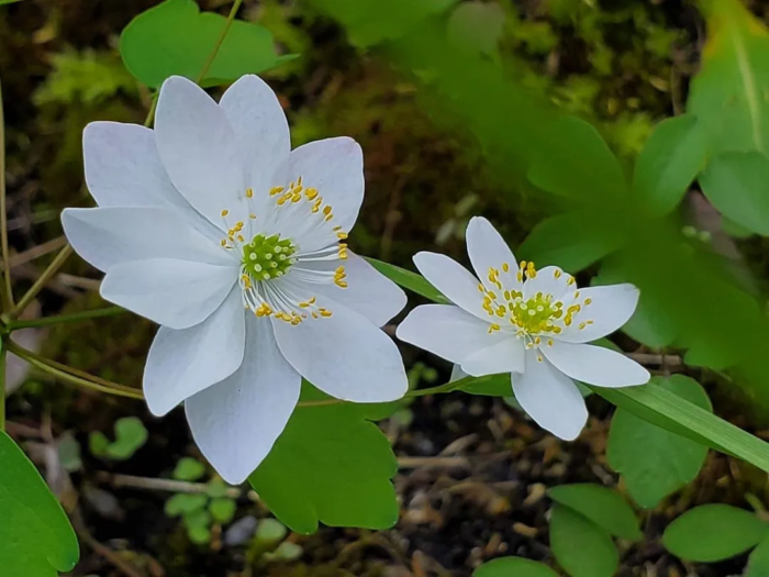 Two small white flowers