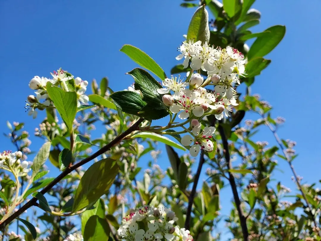 Shrub with clusters of white flowers