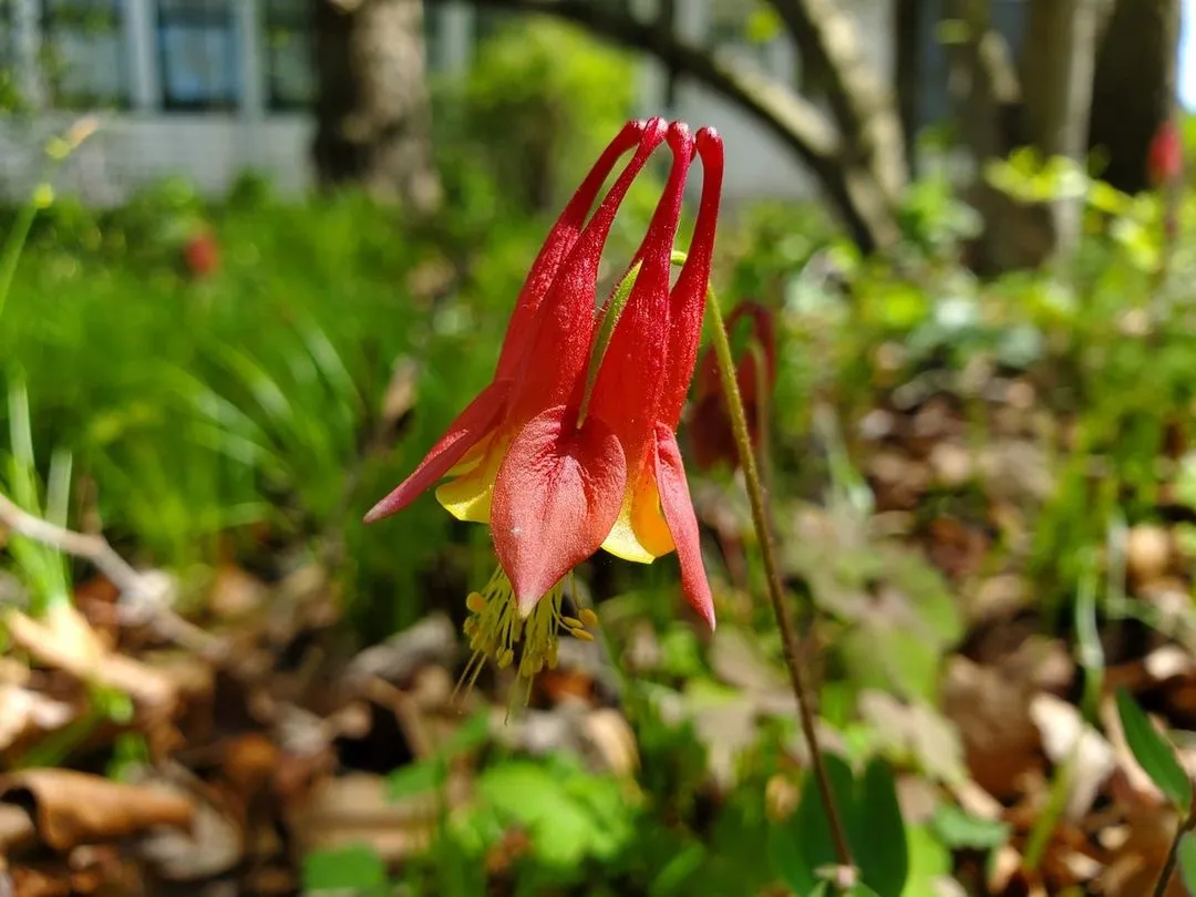 A single red columbine flower