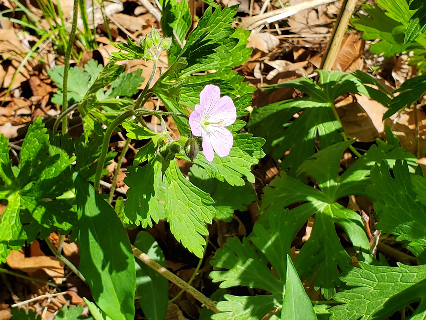 A pink, five-petaled flower