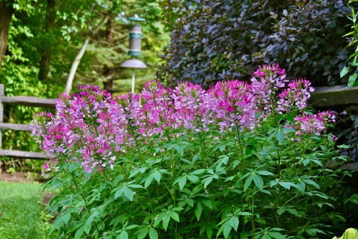 Mass of pink cleome flowers