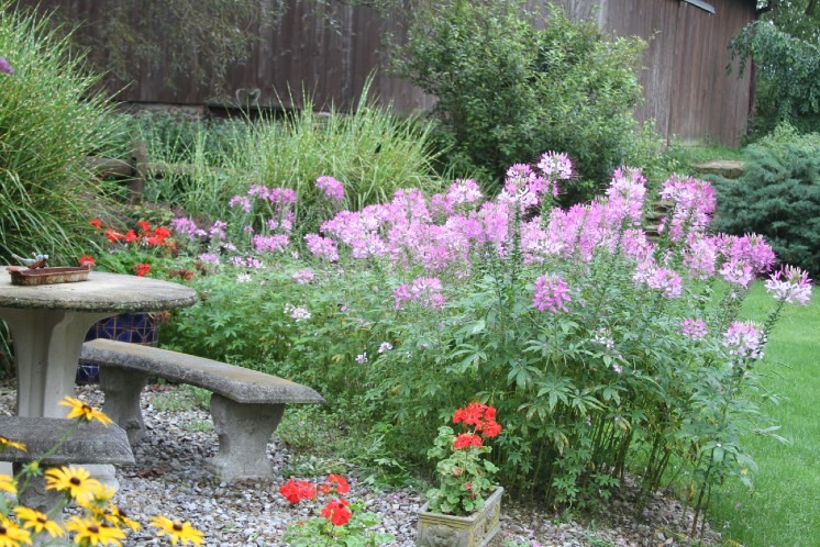 Mass of pale pink cleome flowers