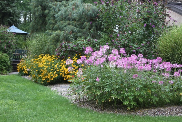 Pink cleome flowers in the foreground of a garden