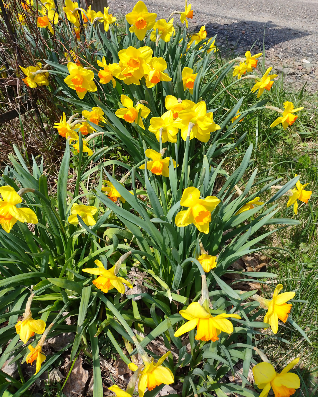 planting of yellow daffodils