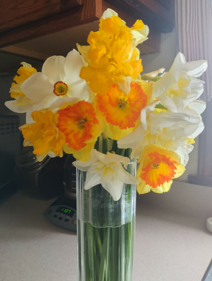 Daffodils in a vase