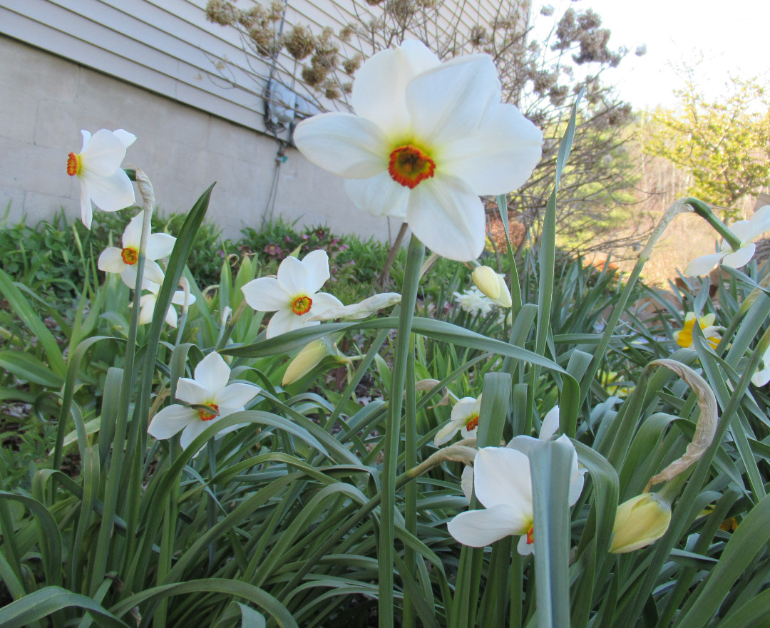 daffodils in the garden