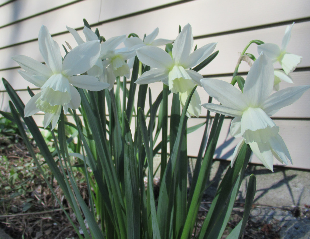 Clump of white daffodils