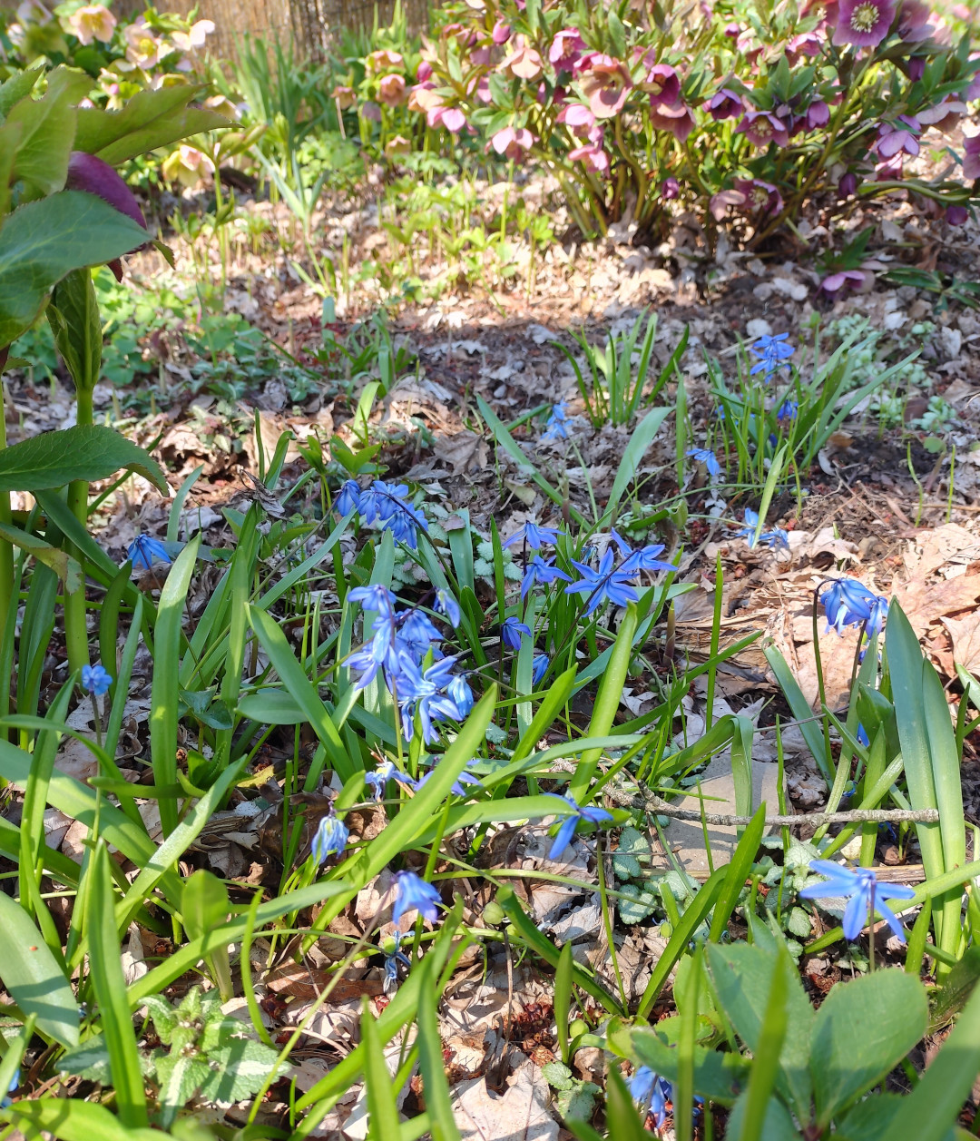 Scattered blue flowers in a garden