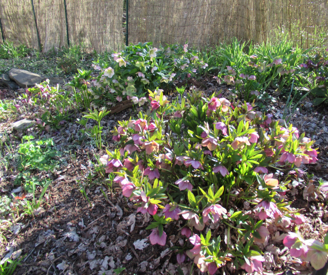 Many pink hellebore flowers in the garden