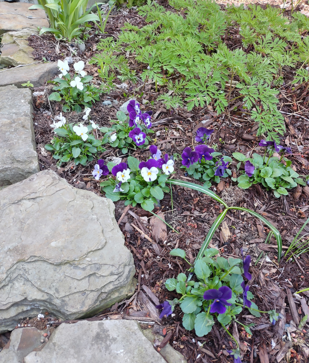 Purple and white violas next to stones
