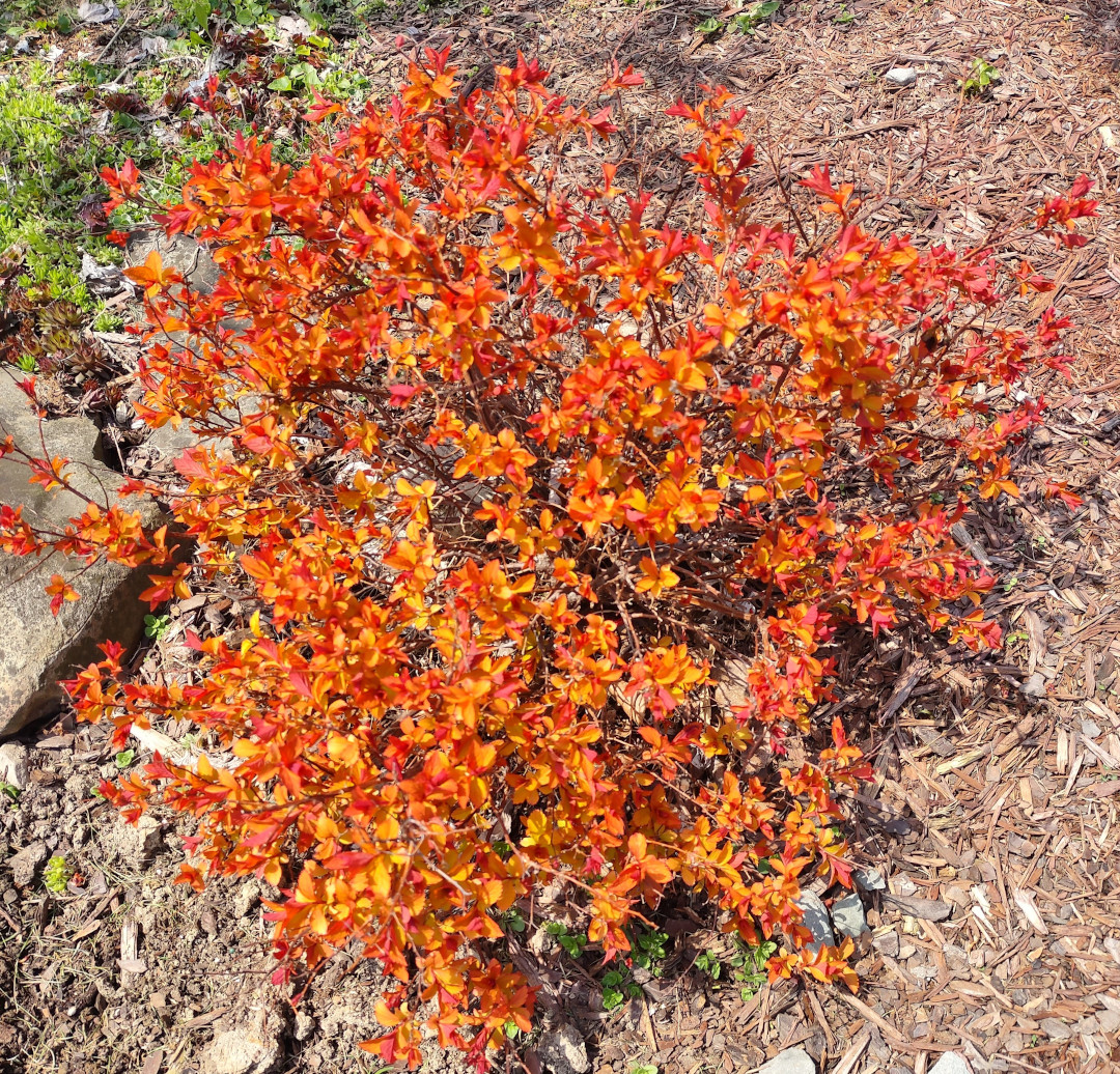 Small shrub with bright orange leaves