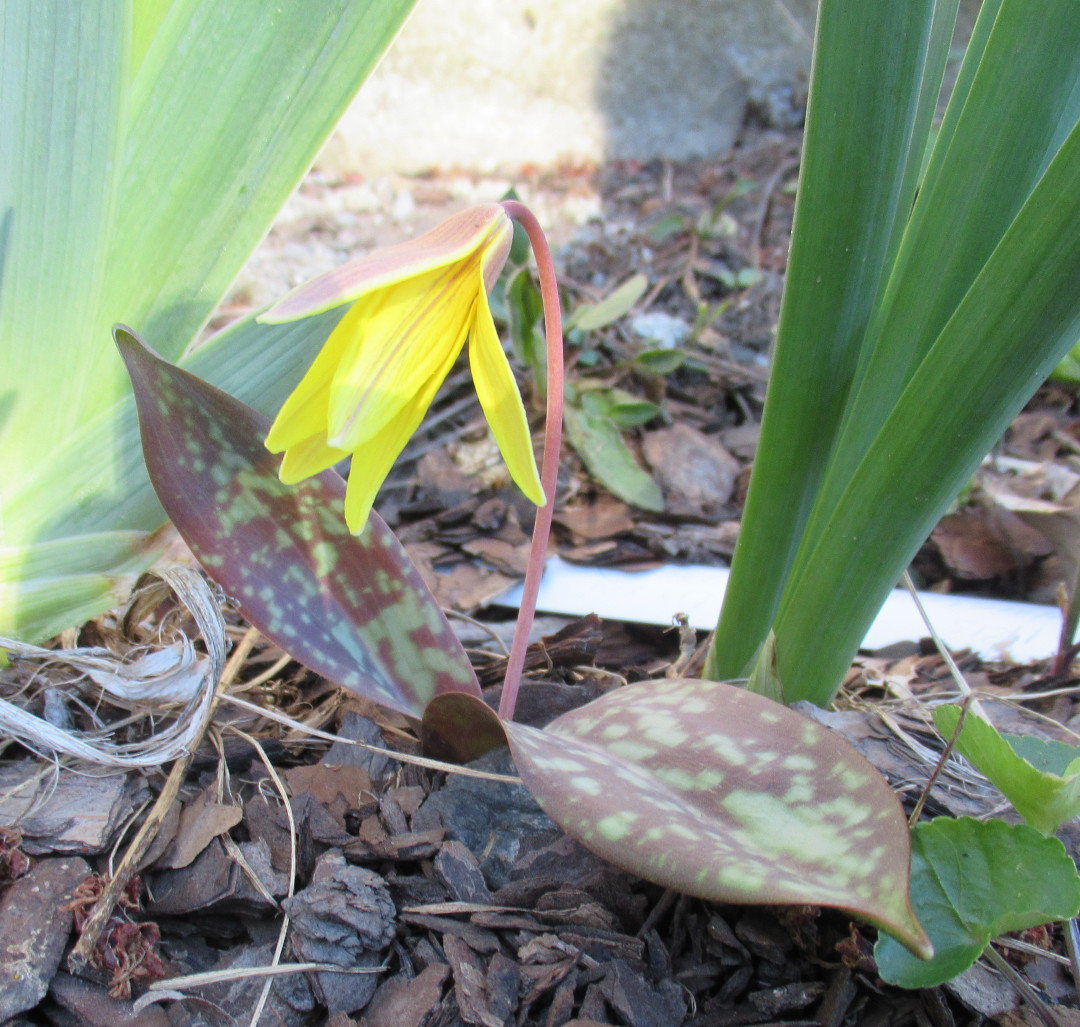 Small yellow flower with red-mottled leaves