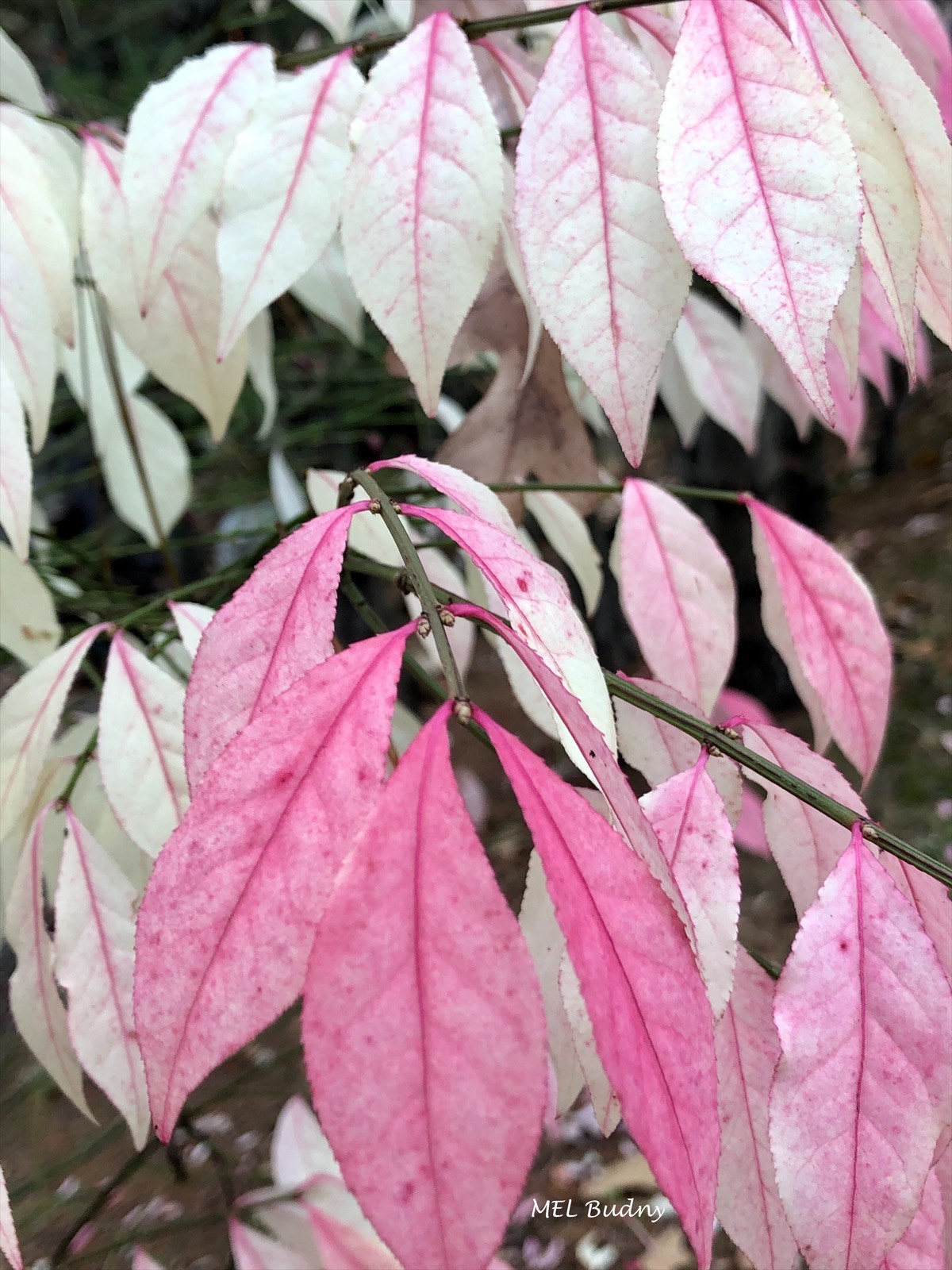 pink and white leaves