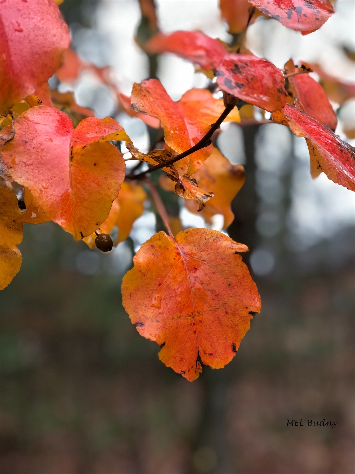 pear tree foliage in fall