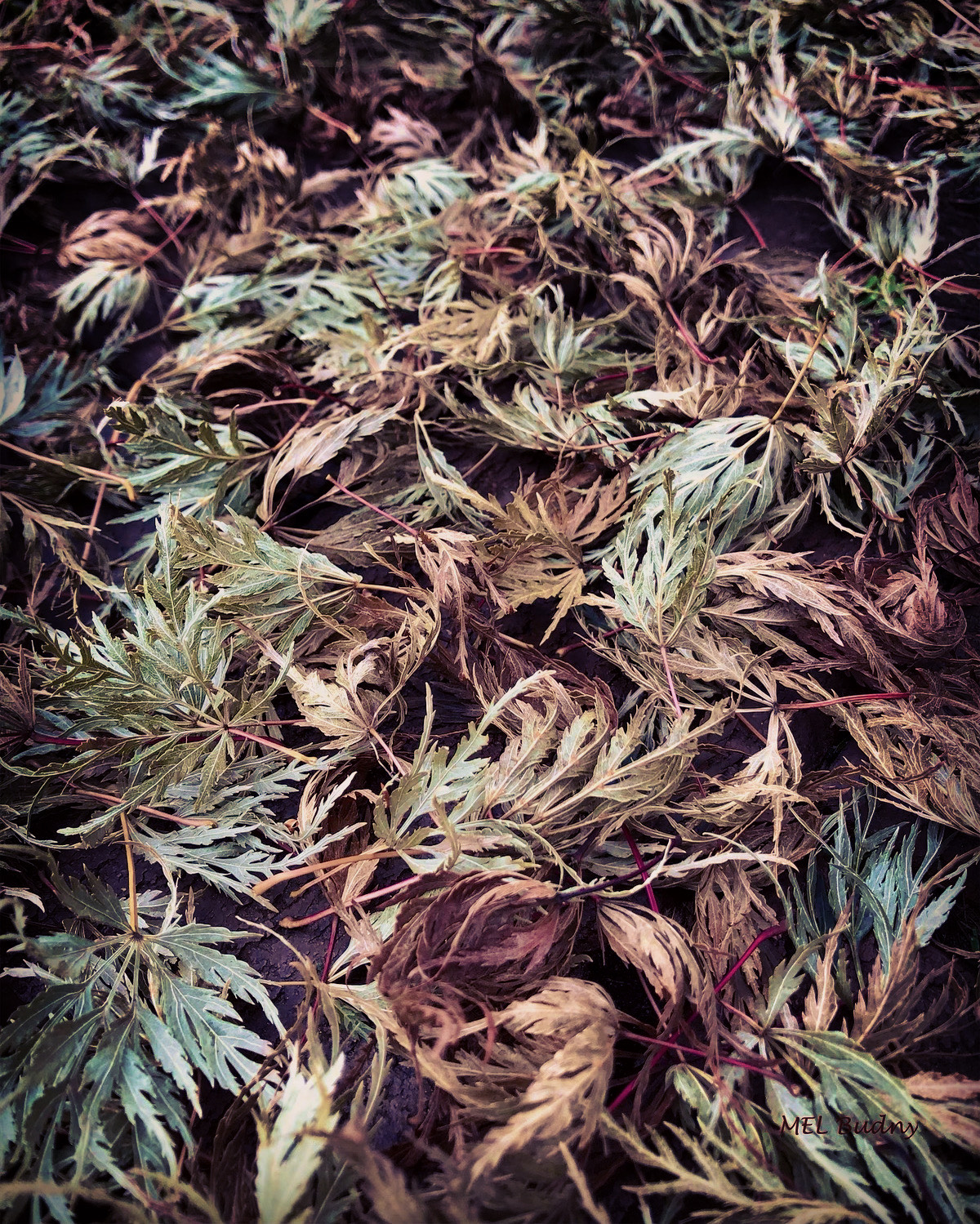 fallen Japanese maple leaves