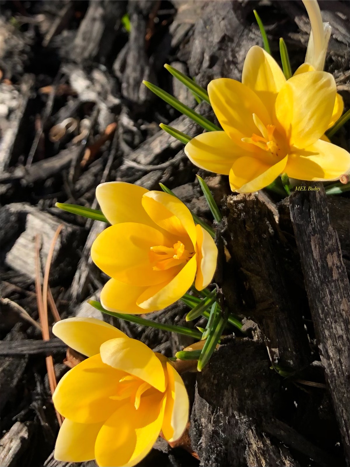 yellow crocuses