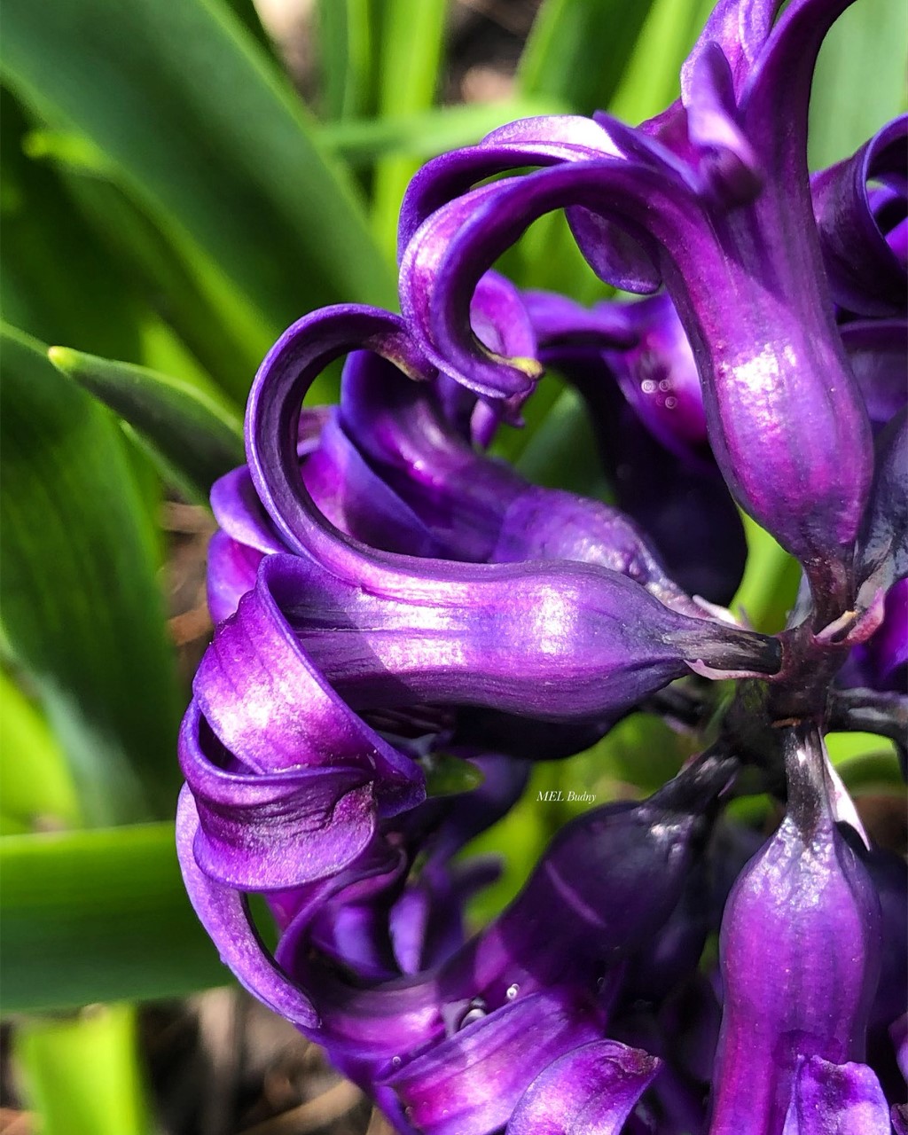 dark purple hyacinth