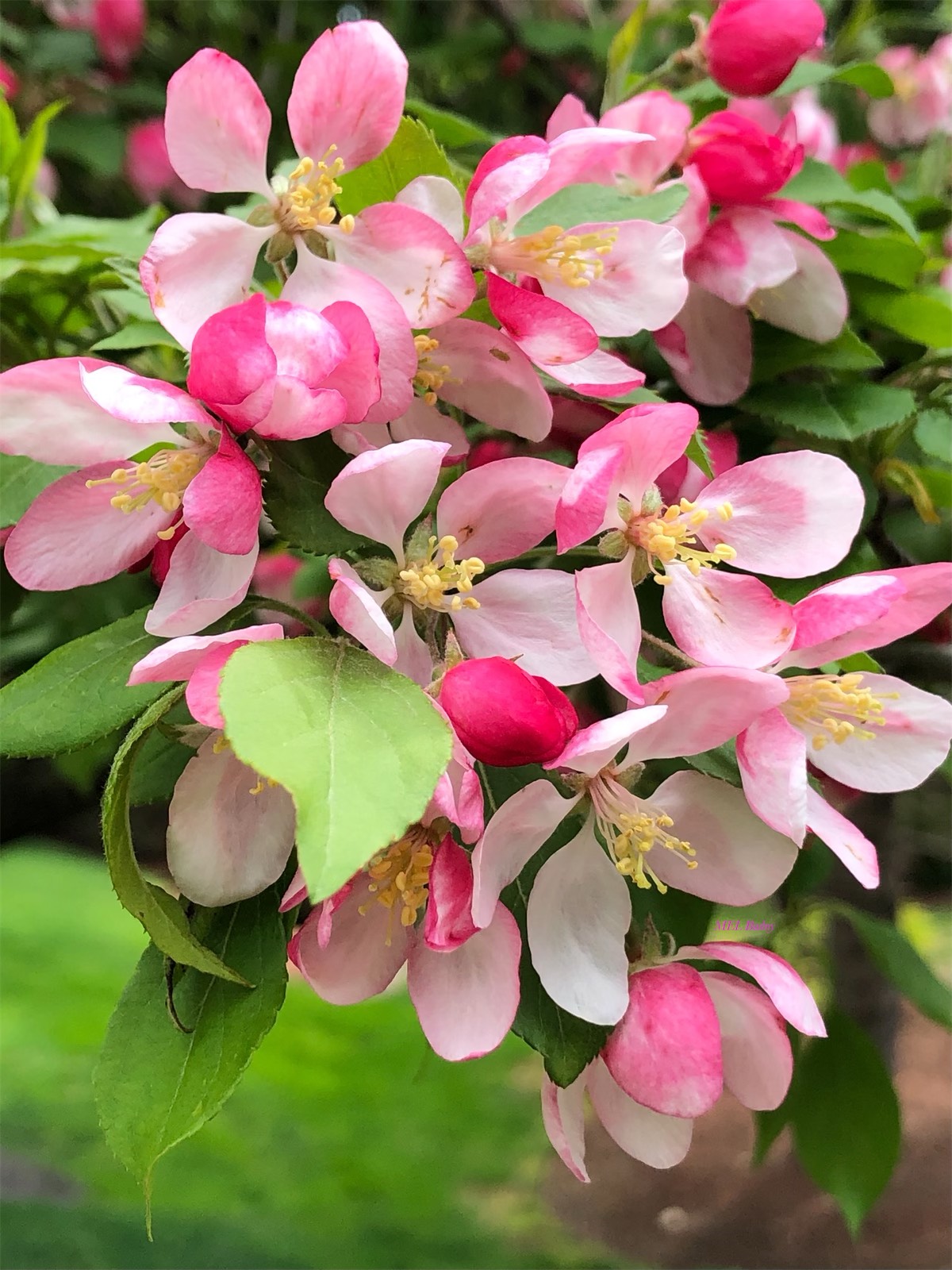 blooms of an apple tree