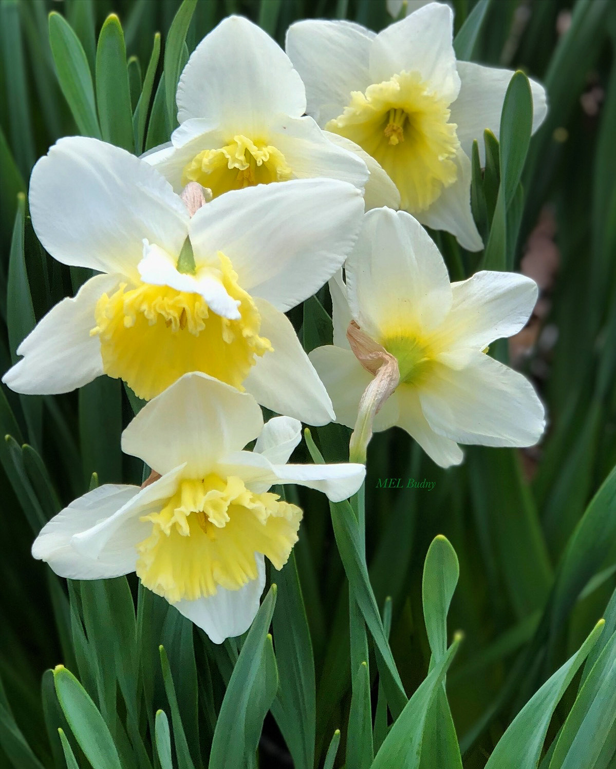 cluster of white and yellow daffodils