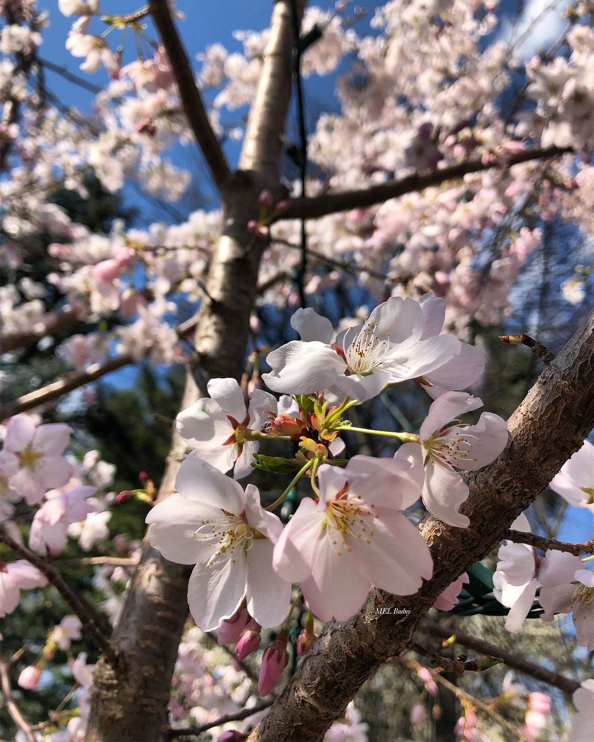 flowering cherry tree in bloom