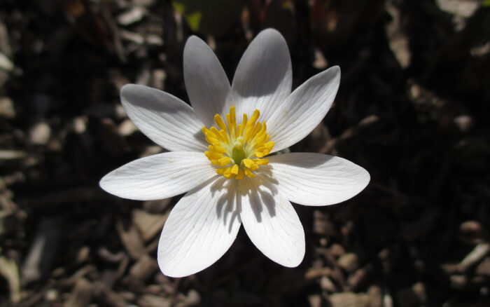 bloodroot flower