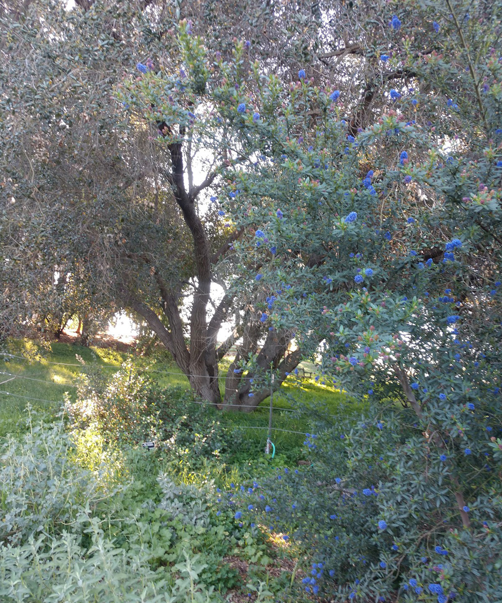 understory trees