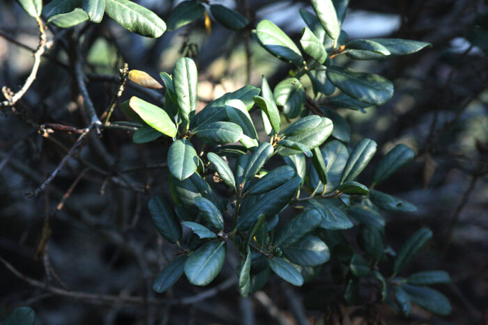 Leatherleaf California coffeeberry