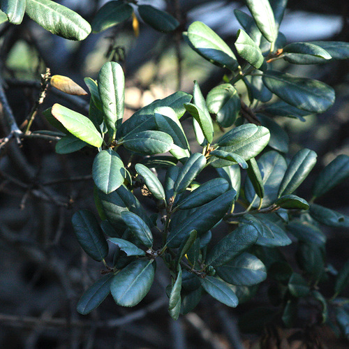 Leatherleaf California coffeeberry
