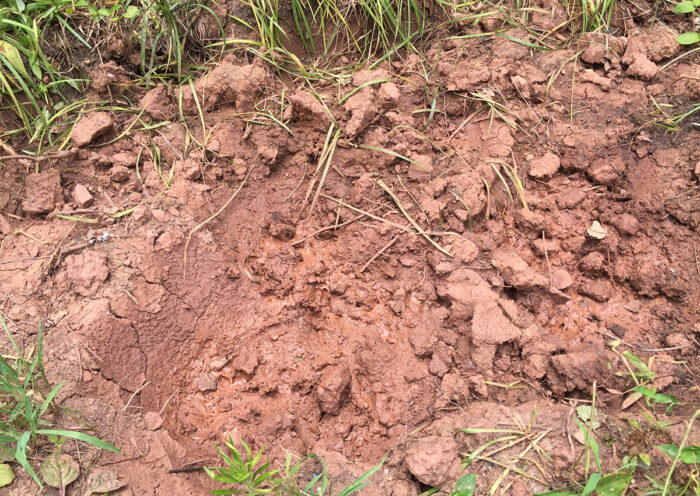 Clay soil