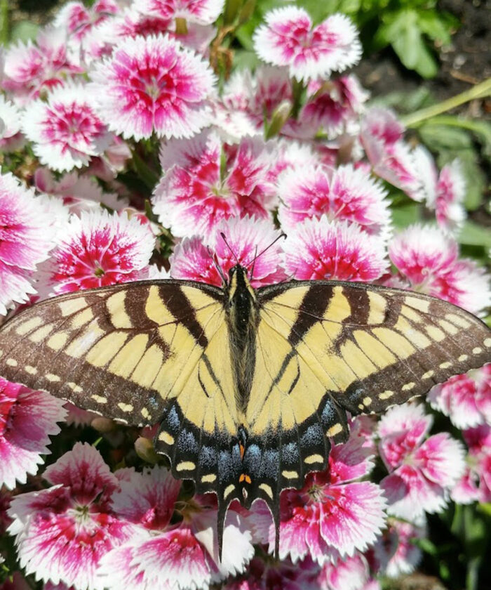 butterfly on dianthus