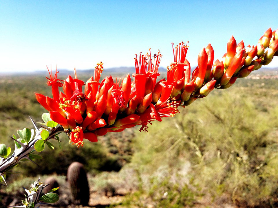 Ocotillo Cactus Flower