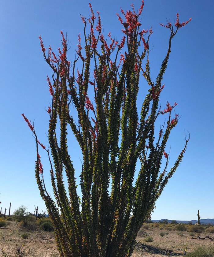 ocotillo in bloom