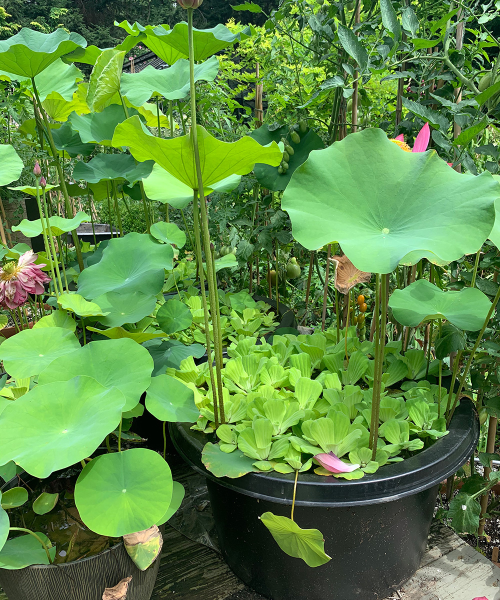 Lotus Plant Information: Tips On Growing Lotus Plants