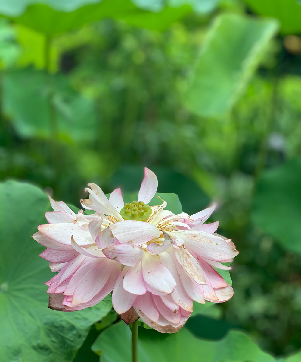 How to Grow Lotus in Containers - FineGardening