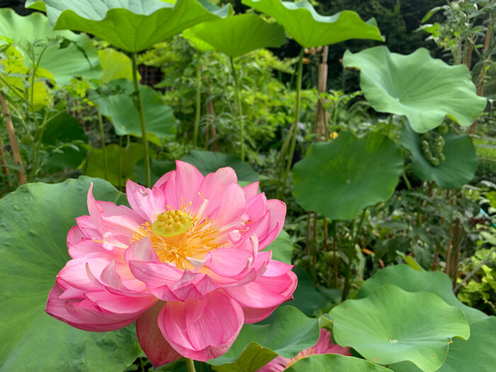 hot pink lotus bloom