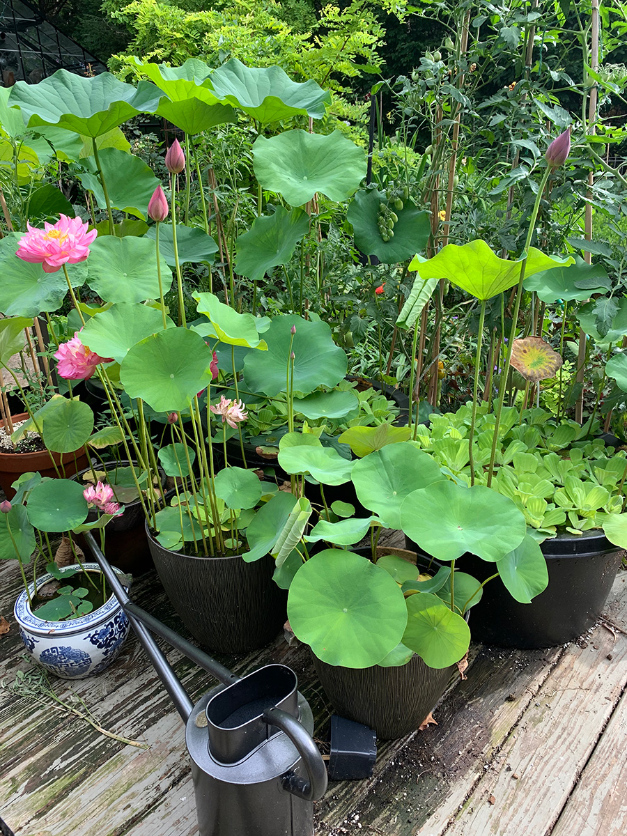 Lotus Plant Information: Tips On Growing Lotus Plants