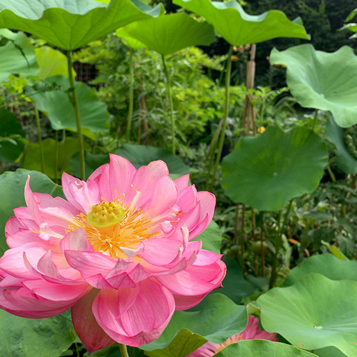 Where Does the Lotus Flower Grow? •