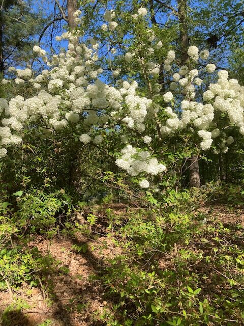 A shrub with white flowers