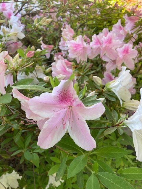 Pink azalea flowers