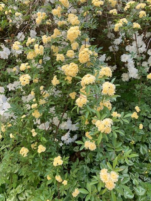 Rose plant with many small yellow flowers