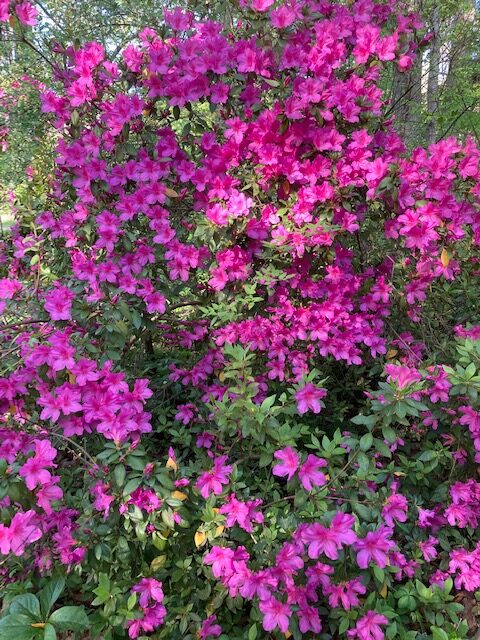 Bright magenta azalea in bloom