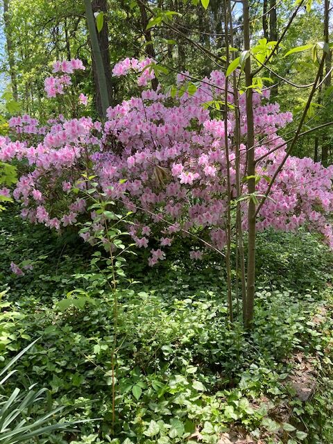 Large pink azalea in a garden