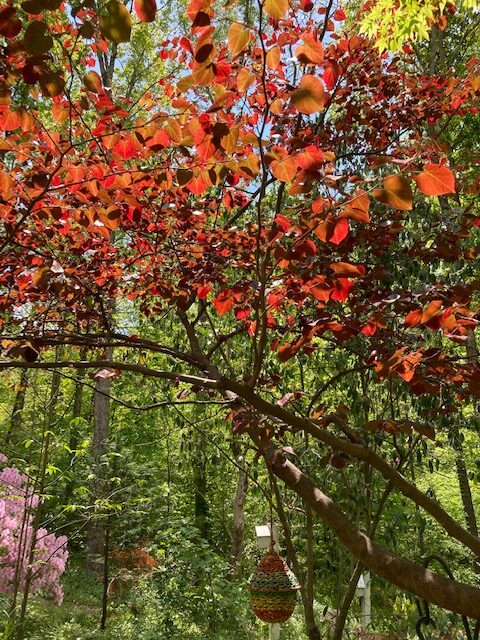 tree with red-orange leaves in the sun