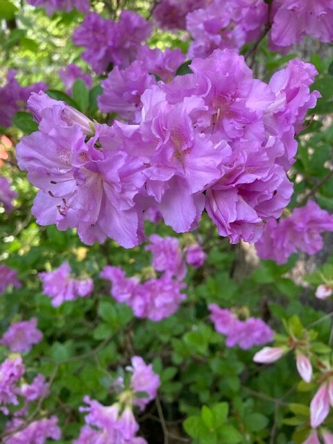 Purple azalea with extra petals